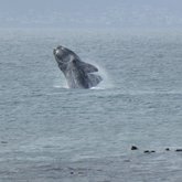 Southern Right Whale Breaching - Gansbaai